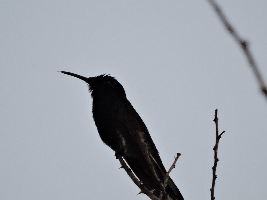 kolibřík černobílý - ML173702401