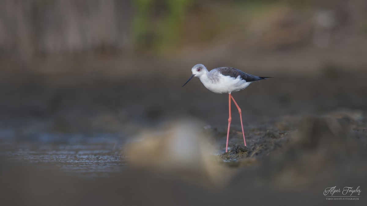 Black-winged Stilt - ML173702861