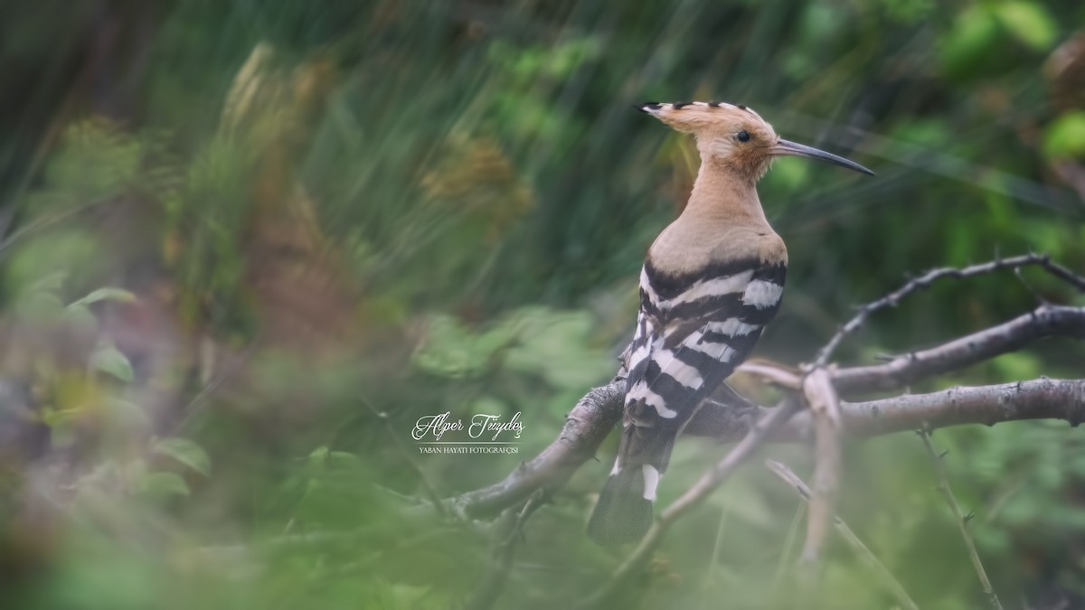 Eurasian Hoopoe - ML173702881