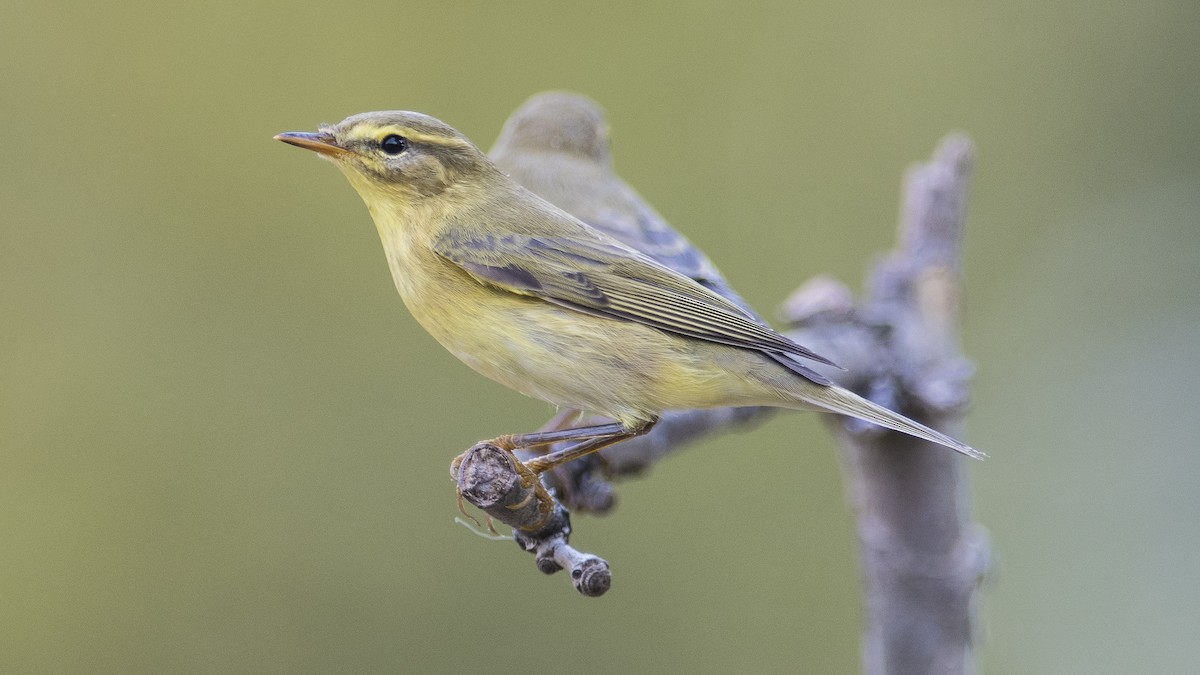 Willow Warbler - Alper Tüydeş