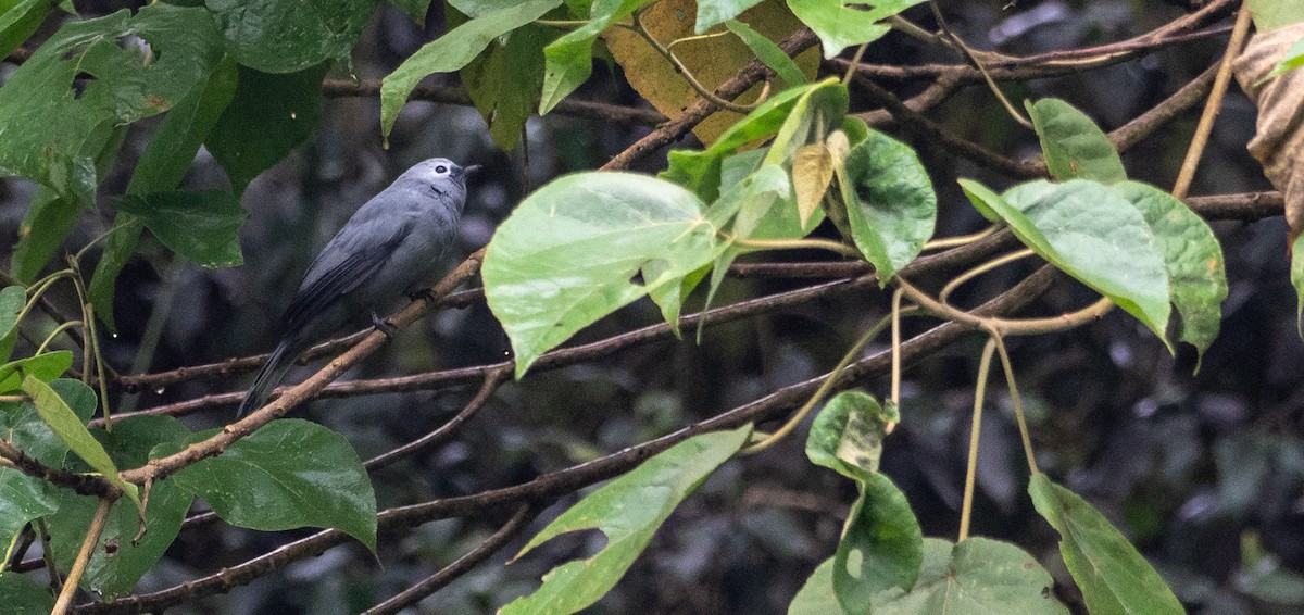 Gray Cuckooshrike - Forest Botial-Jarvis