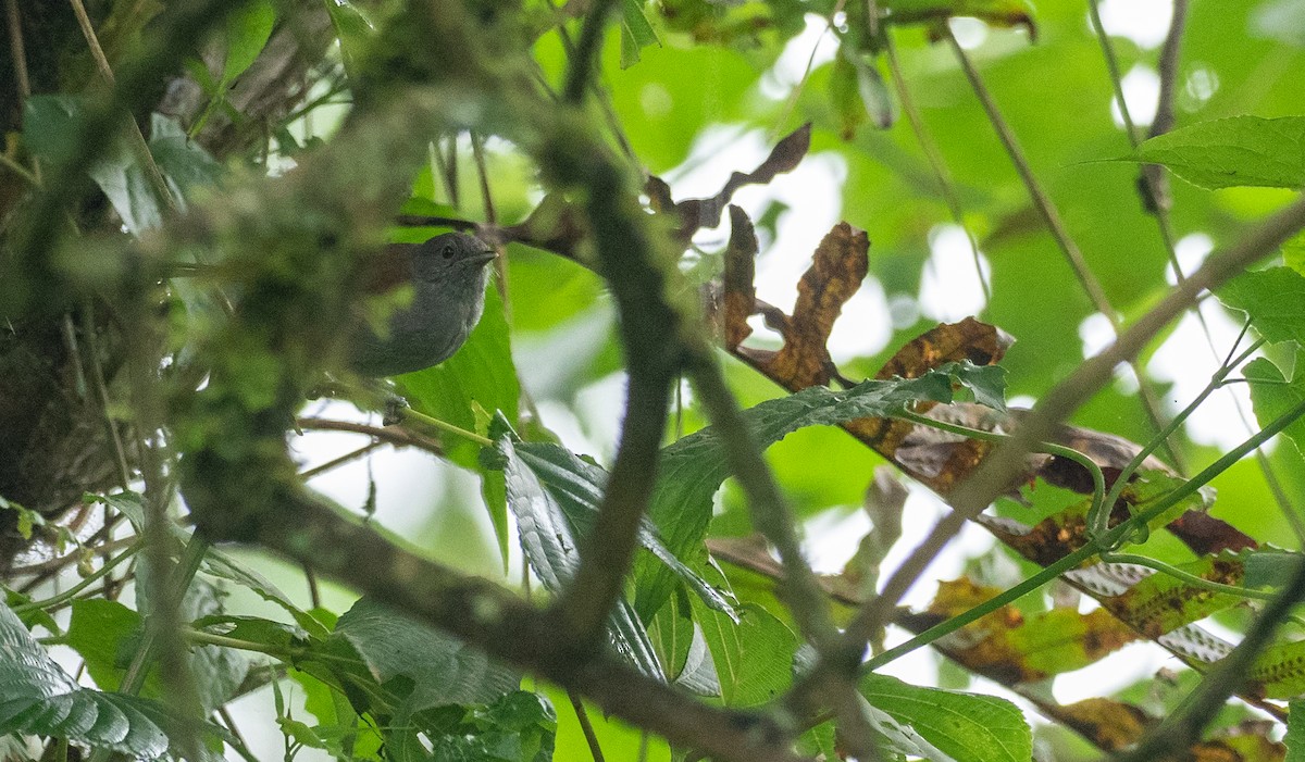 African Hill Babbler (African) - Forest Botial-Jarvis