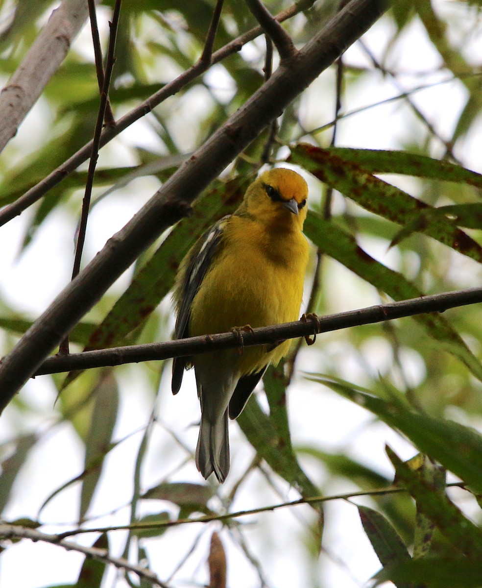 Blue-winged Warbler - ML173704061