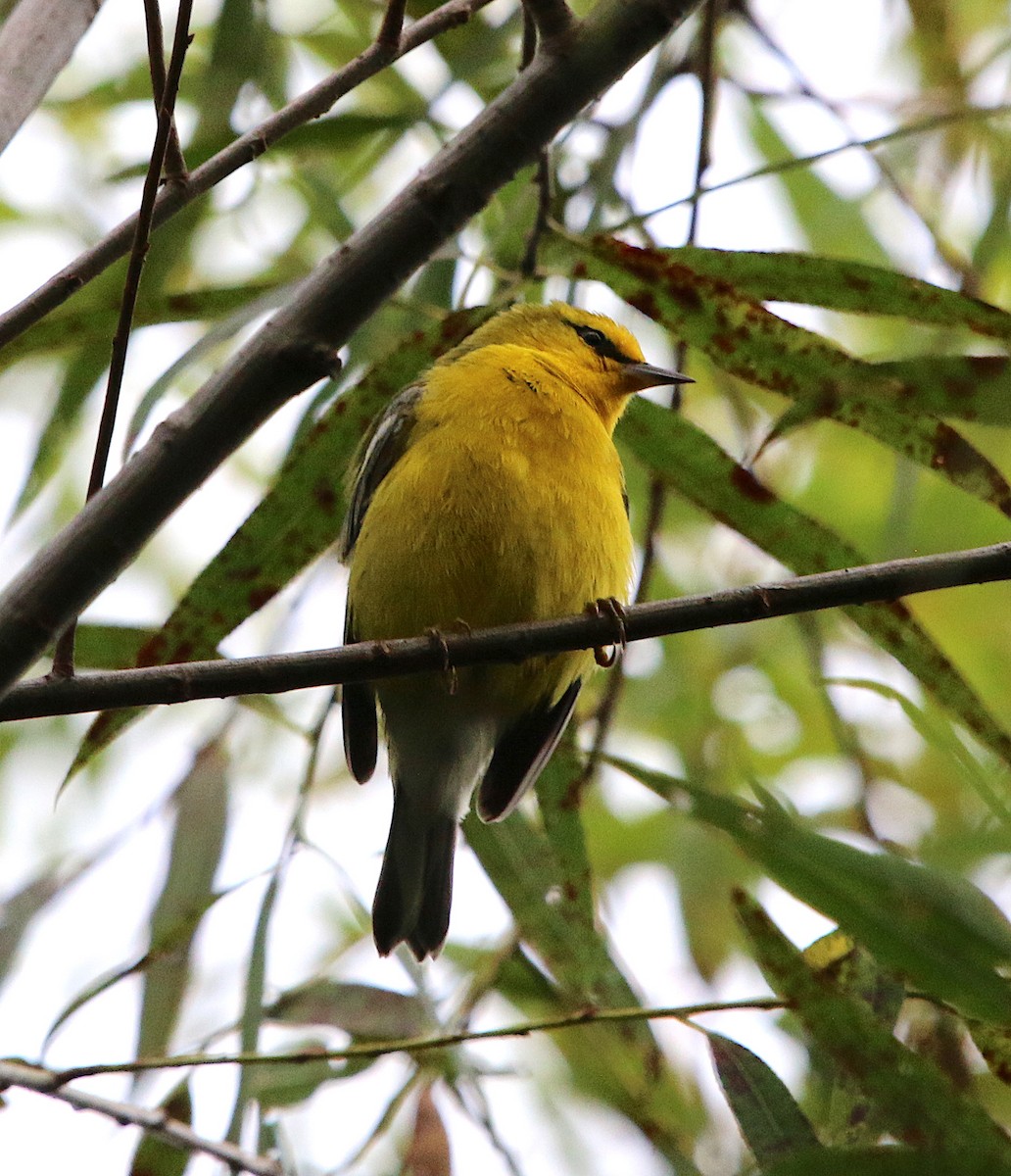 Blue-winged Warbler - ML173704091