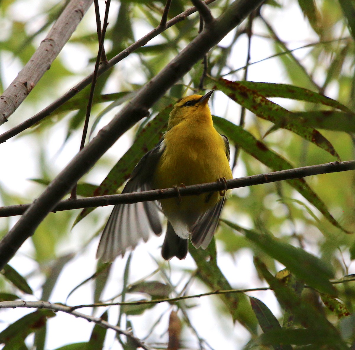 Blue-winged Warbler - ML173704111