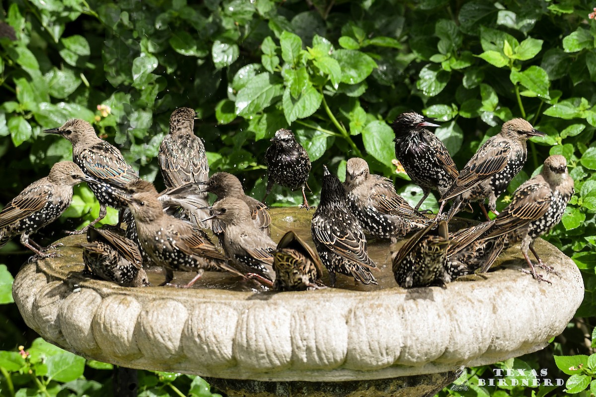 European Starling - Jo Willars
