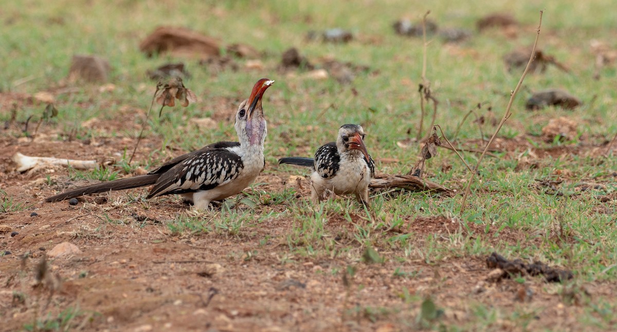Northern Red-billed Hornbill - Forest Botial-Jarvis