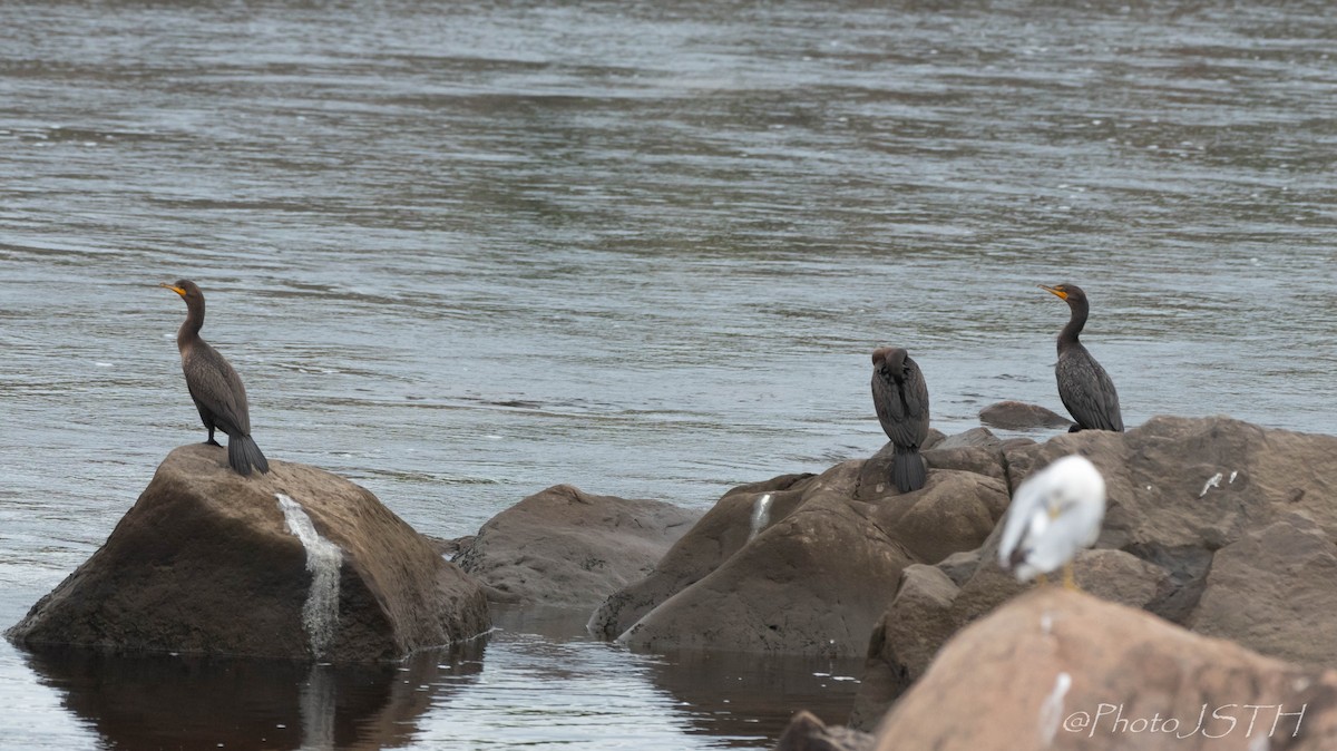 Double-crested Cormorant - Josée St-Hilaire