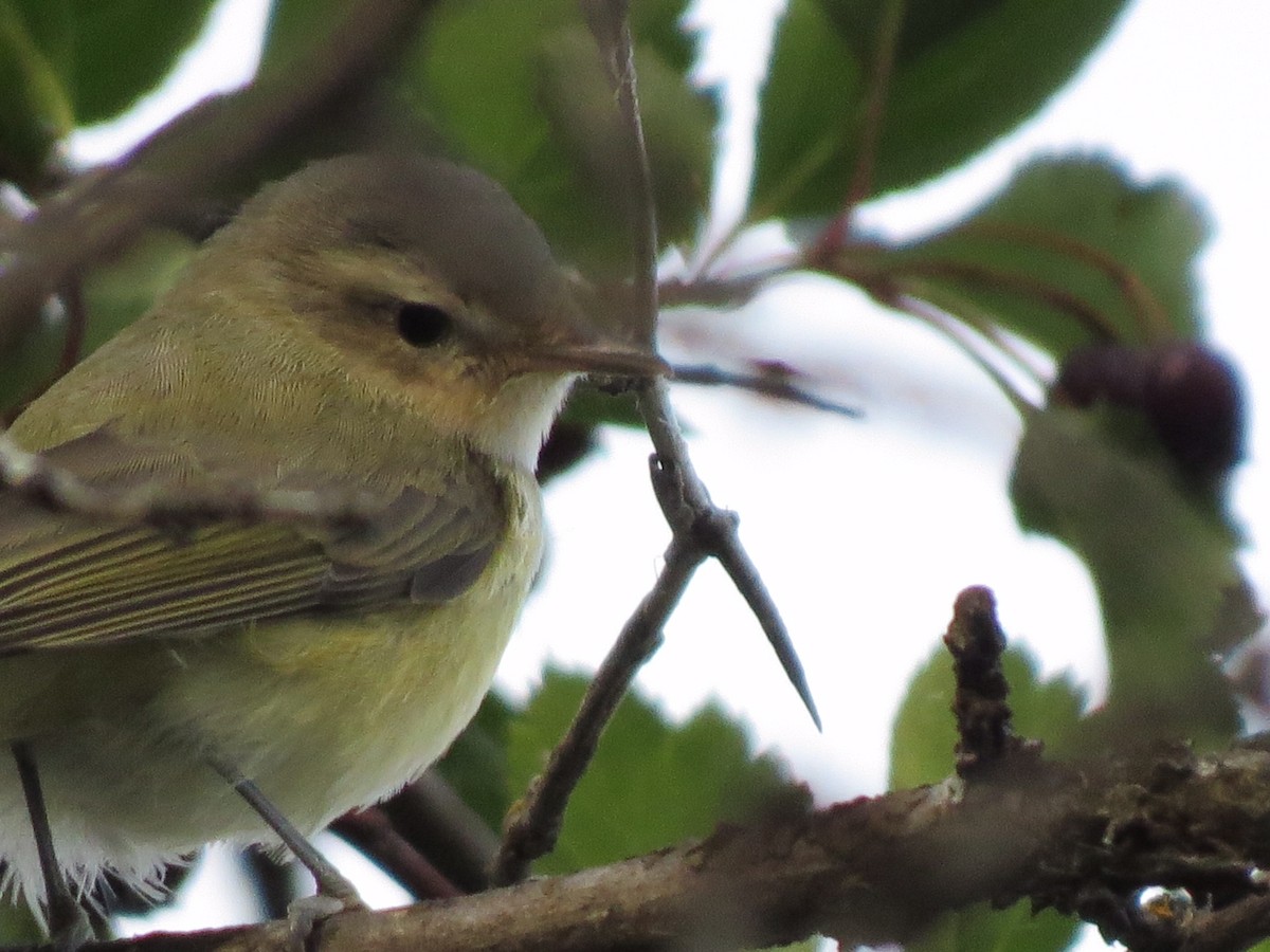 Warbling Vireo - ML173707181