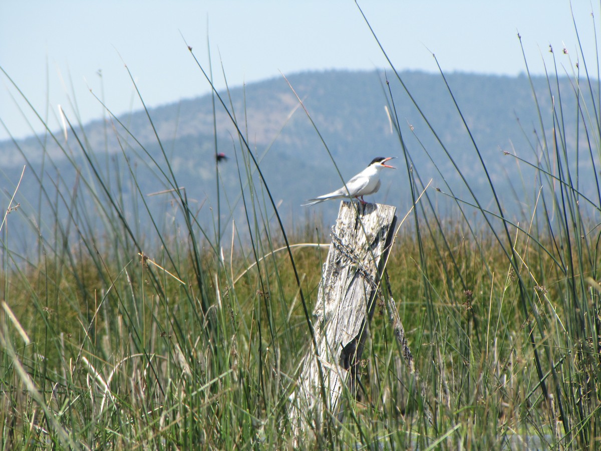 Forster's Tern - ML173707641