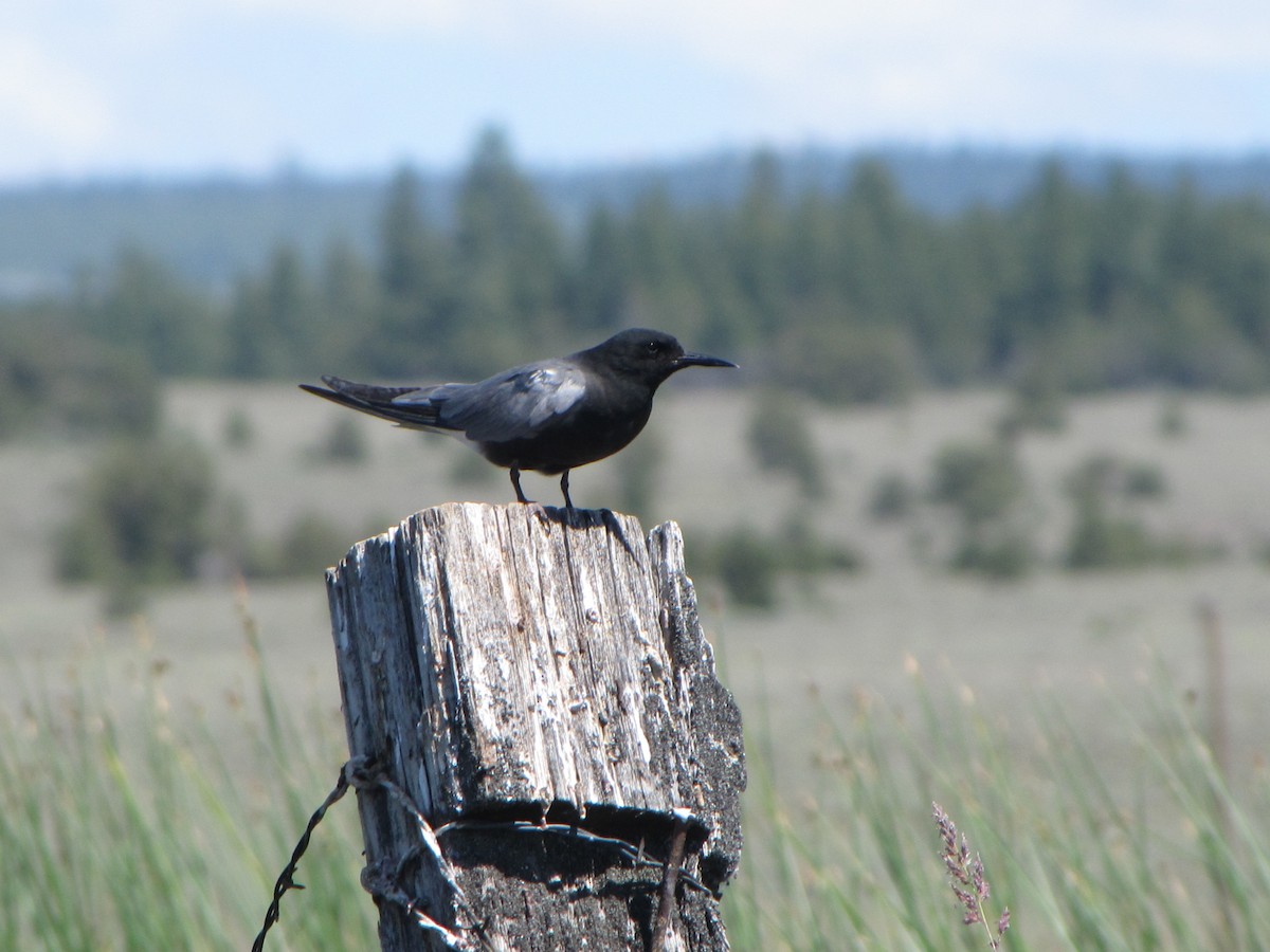 Black Tern - ML173707651