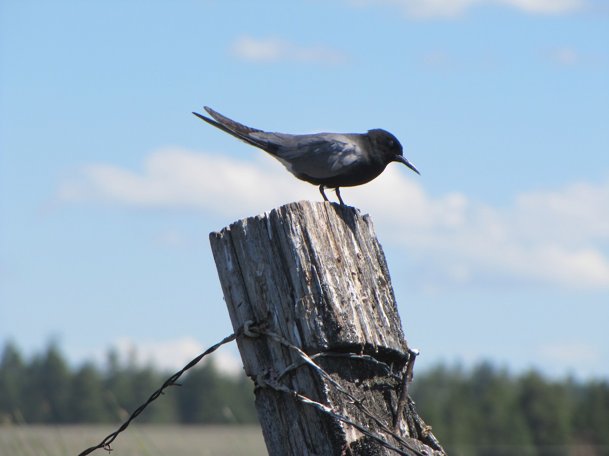 Black Tern - ML173707661