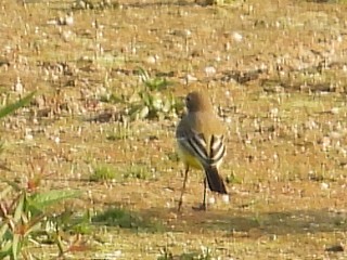 Western Yellow Wagtail - ML173707681