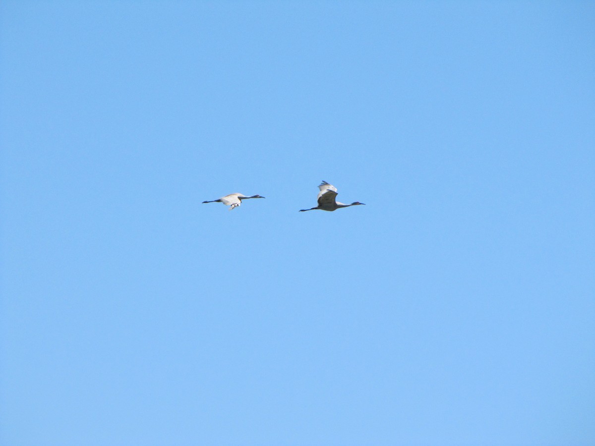 Sandhill Crane - ML173707711