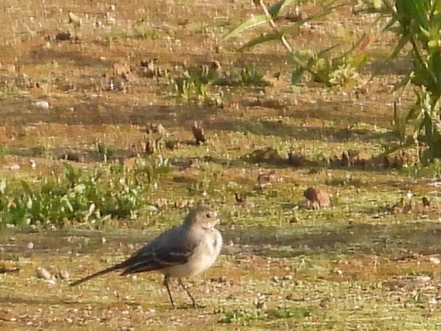 White Wagtail - Jan Roedolf