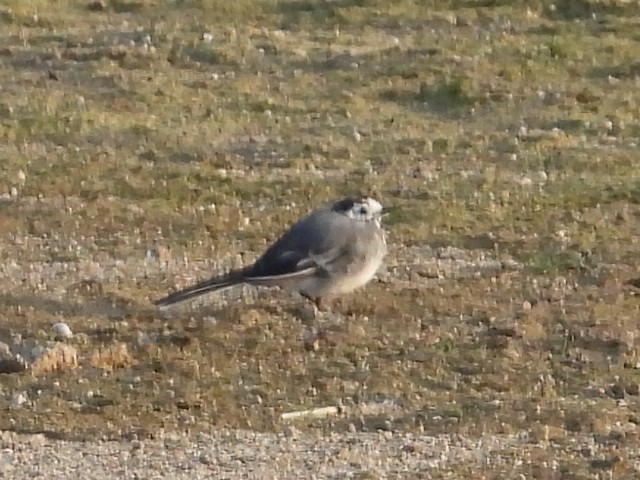 White Wagtail - ML173708231