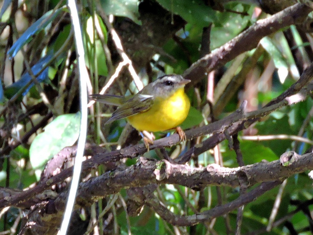 Golden-crowned Warbler - ML173709981