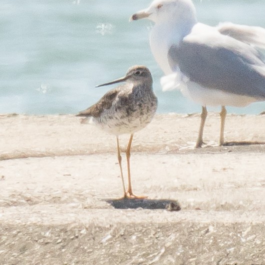 Greater Yellowlegs - ML173710471