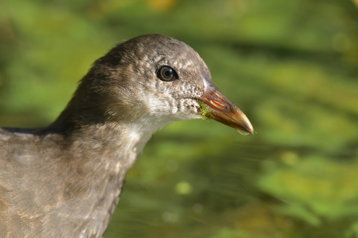 Eurasian Moorhen - ML173711031