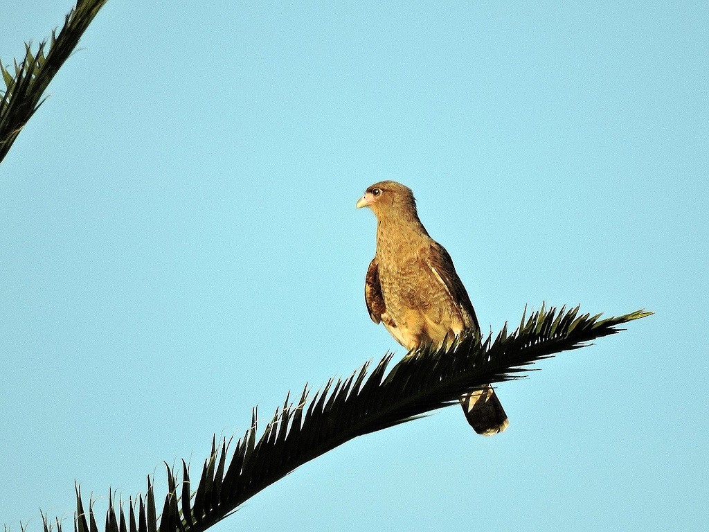 Chimango Caracara - ML173712201