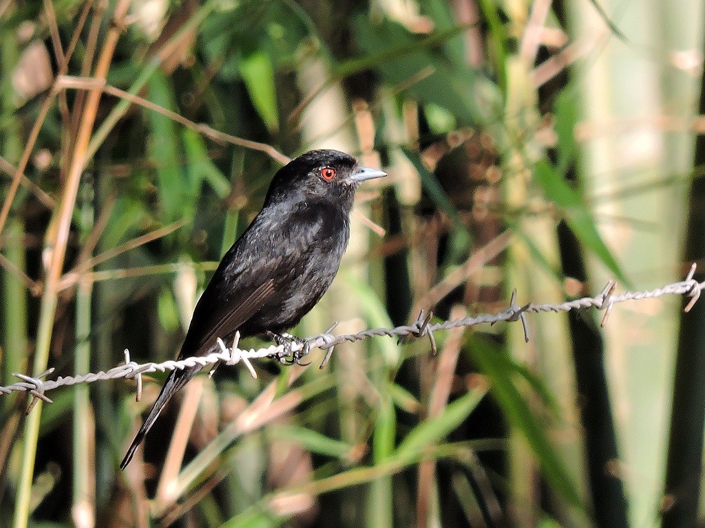 Blue-billed Black-Tyrant - ML173712271