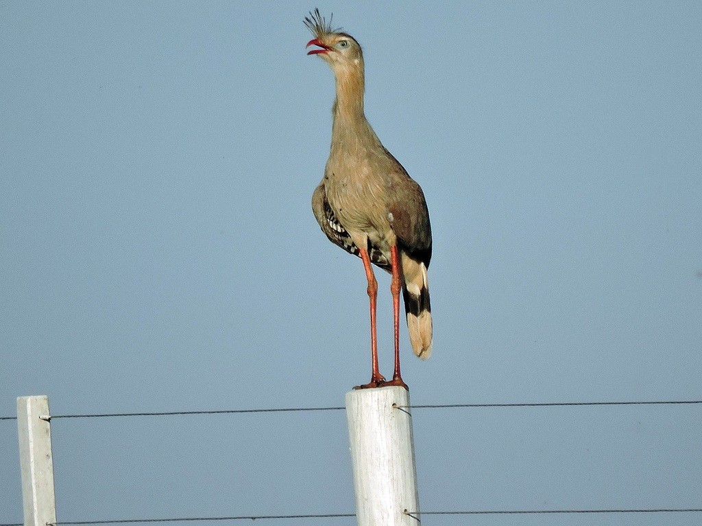 Red-legged Seriema - ML173712291
