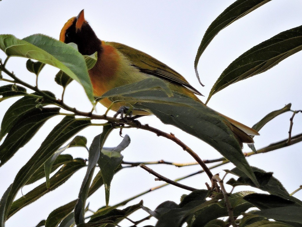 Guira Tanager - ML173712321