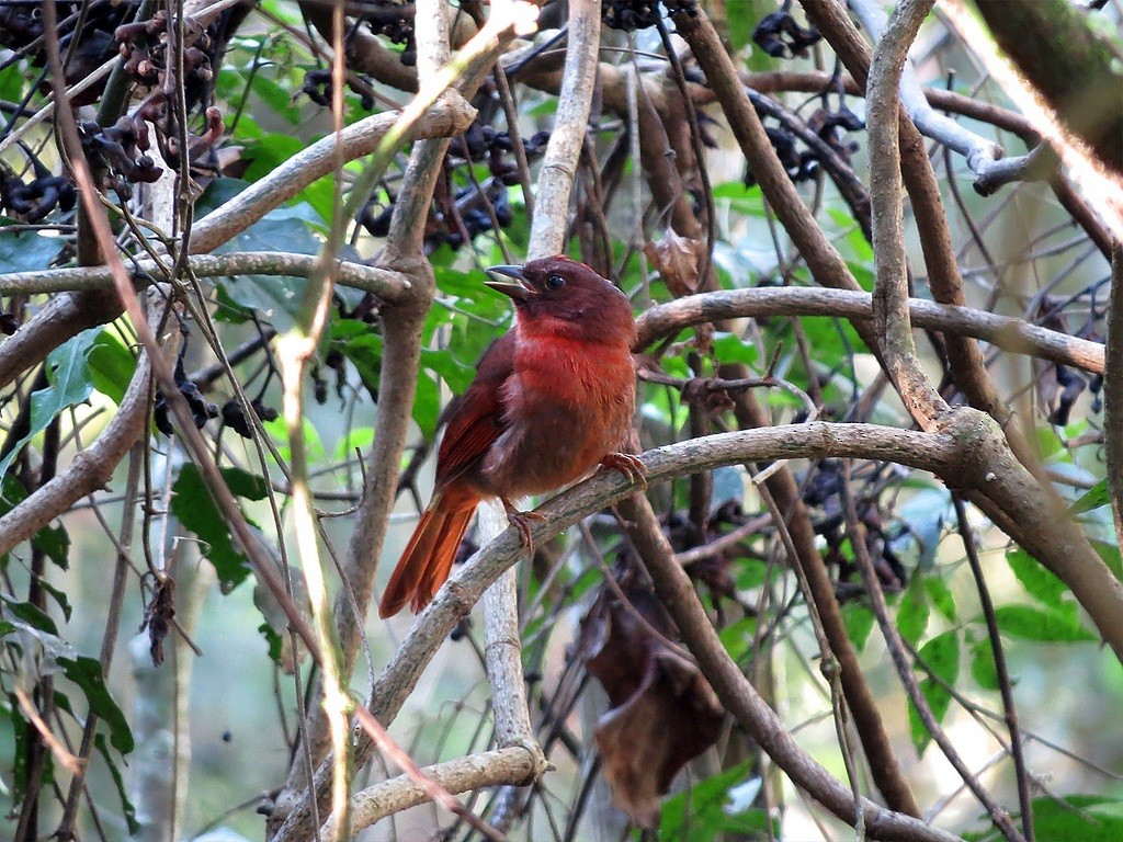 Red-crowned Ant-Tanager - ML173712331