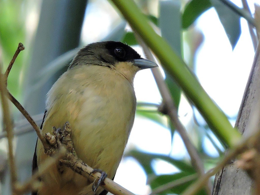 Black-goggled Tanager - ML173712371