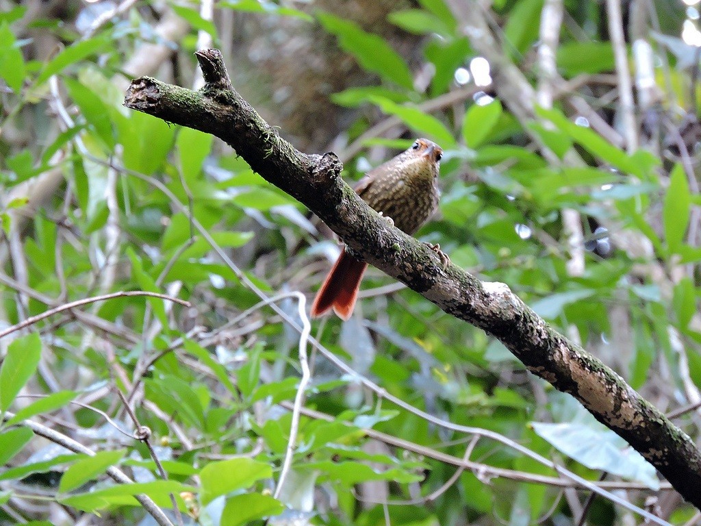 Buff-browed Foliage-gleaner - ML173712421