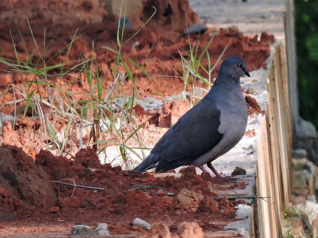 White-tipped Dove - ML173712501