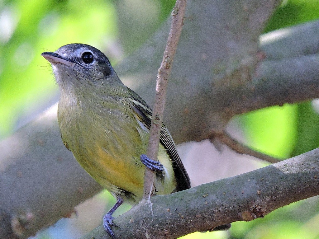 Yellow-olive Flatbill - ML173712521