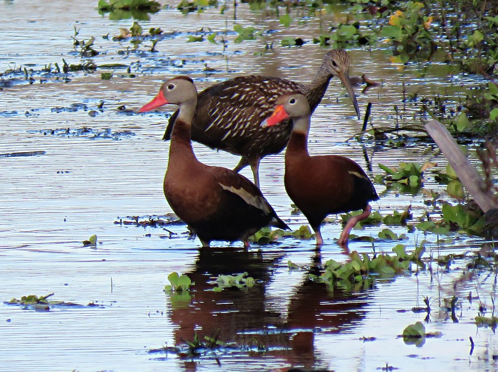 Dendrocygne à ventre noir - ML173712791