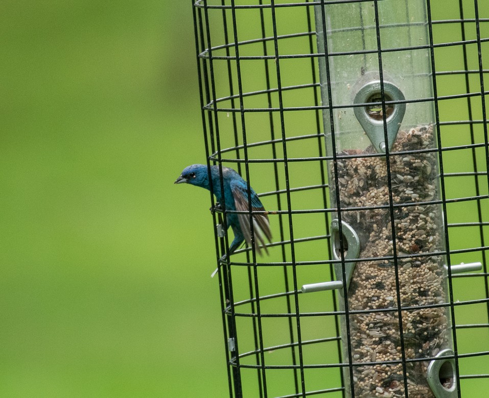 Indigo Bunting - ML173713961