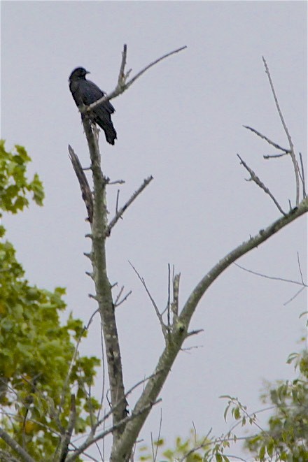 American Crow - ML173714001