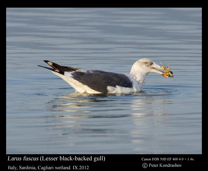 Lesser Black-backed Gull (fuscus) - ML173714911
