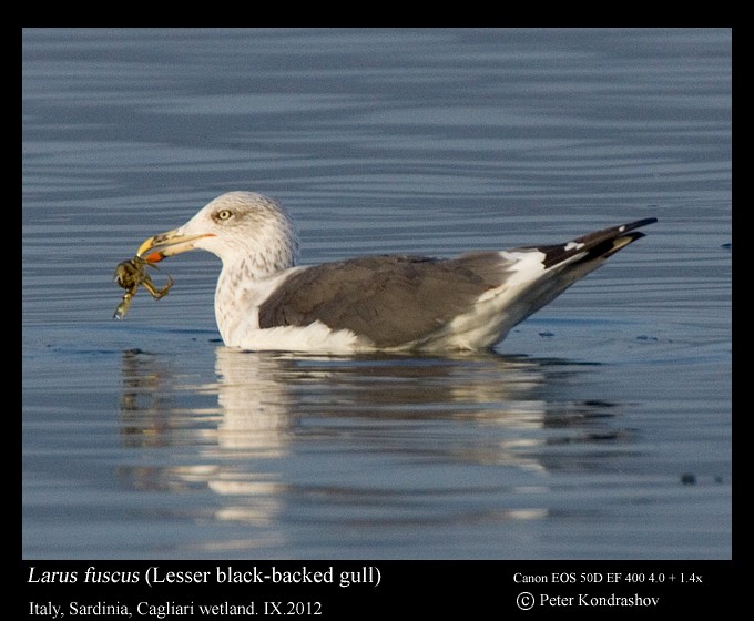 Lesser Black-backed Gull (fuscus) - ML173714921