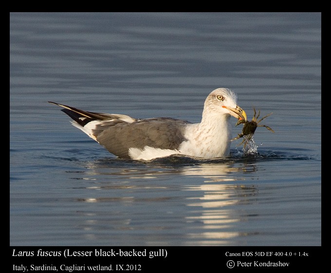 Lesser Black-backed Gull (fuscus) - ML173714931