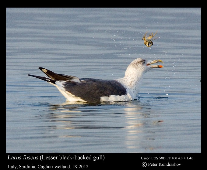 Lesser Black-backed Gull (fuscus) - Peter Kondrashov