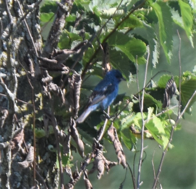 Indigo Bunting - ML173715061