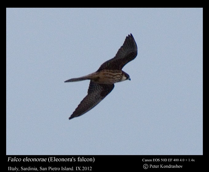 Eleonora's Falcon - ML173715231