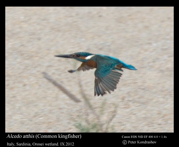 Common Kingfisher - Peter Kondrashov