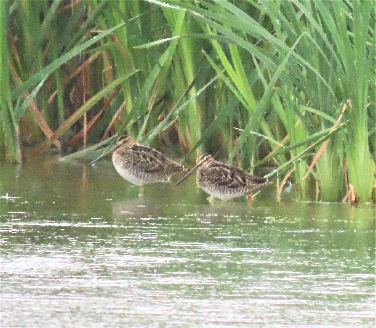 Wilson's Snipe - ML173716251