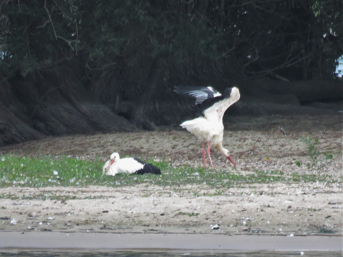White Stork - ML173716471