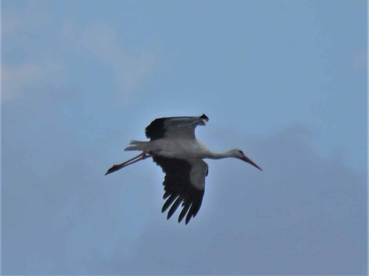 White Stork - ML173716721