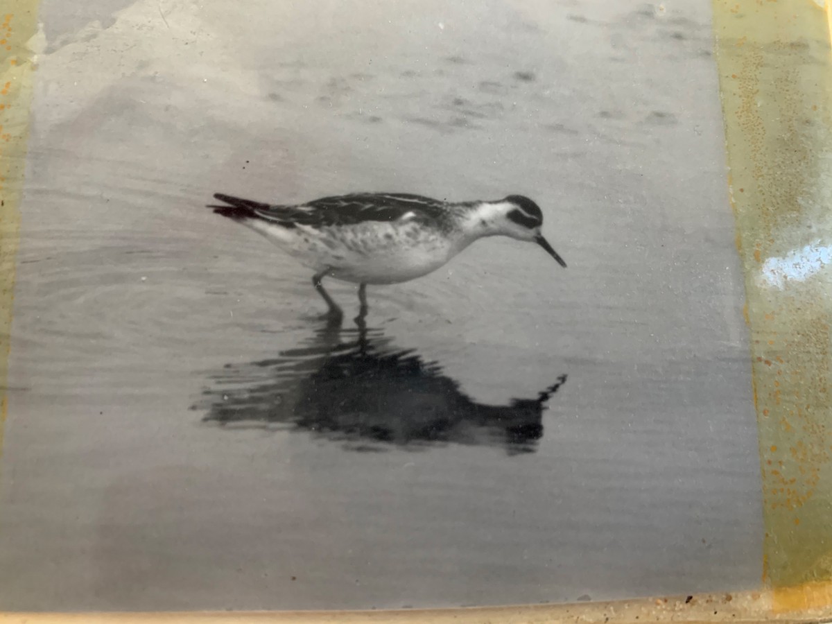 Red-necked Phalarope - ML173717211