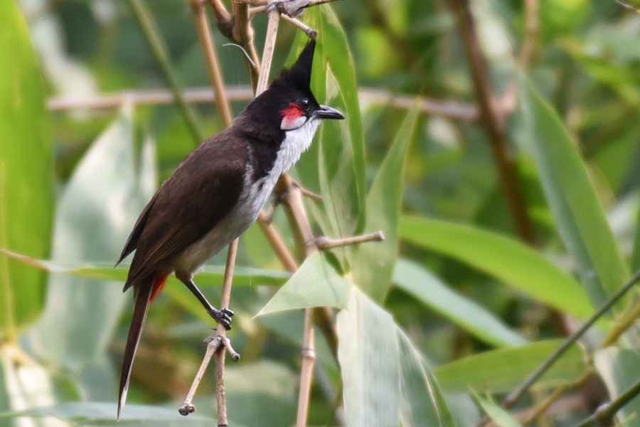 Red-whiskered Bulbul - ML173717701