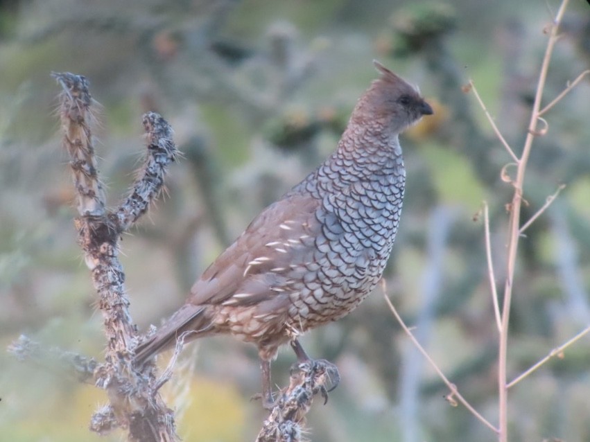 Scaled Quail - ML173719731