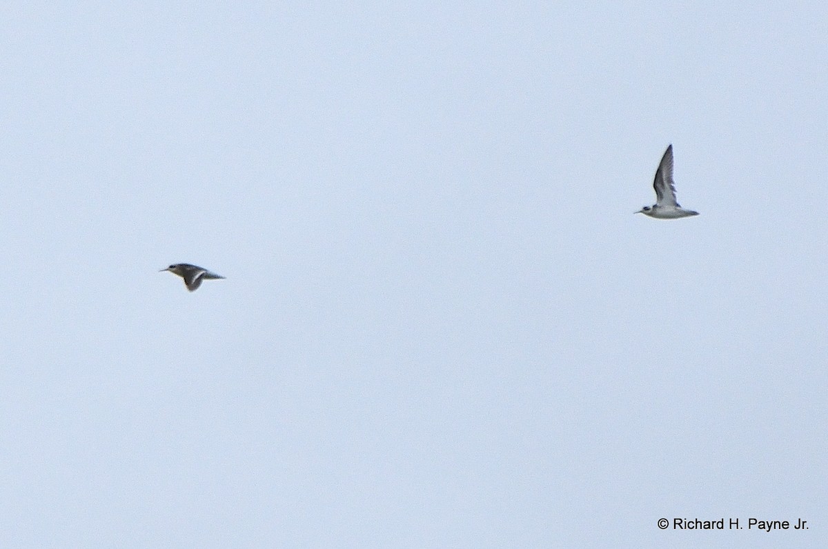 Red-necked Phalarope - ML173720421