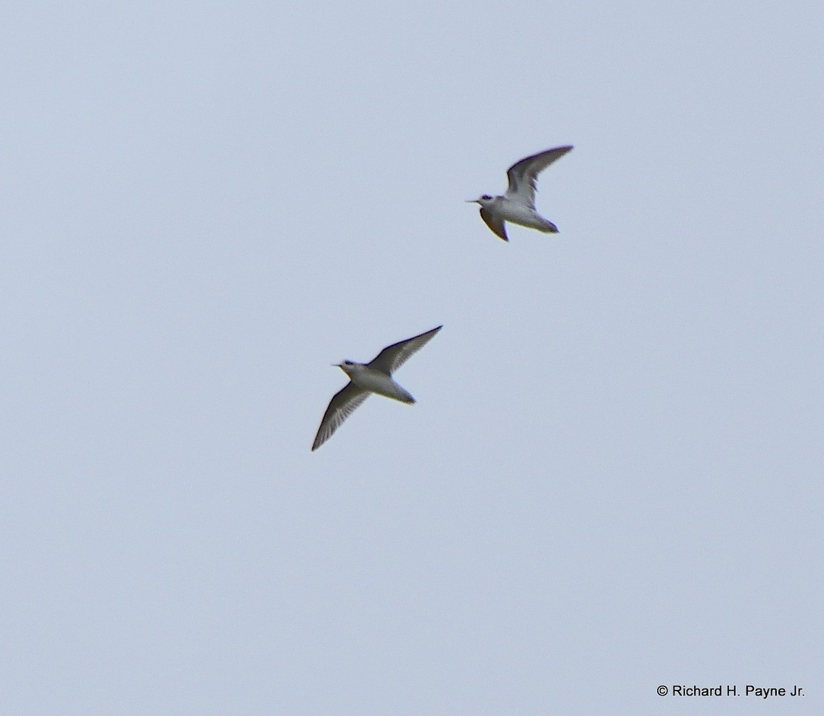 Red-necked Phalarope - ML173720431